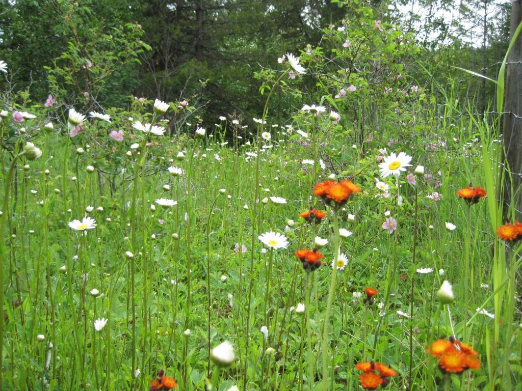 Wild Nature B&B Κελόουνα  Εξωτερικό φωτογραφία