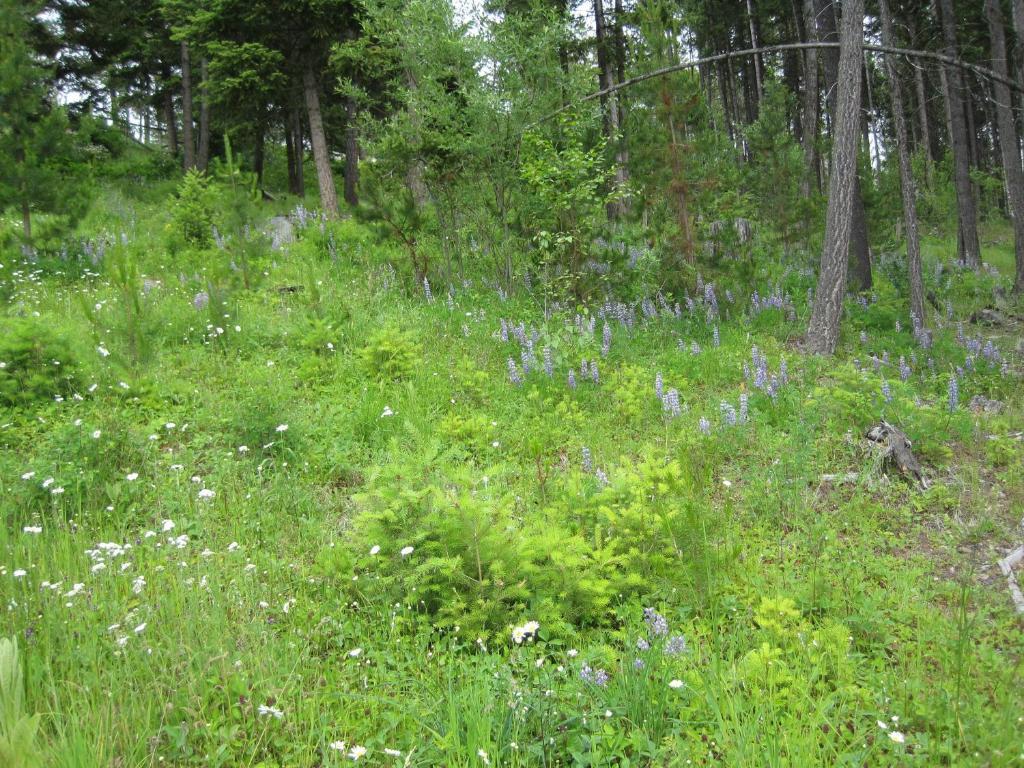 Wild Nature B&B Κελόουνα  Εξωτερικό φωτογραφία