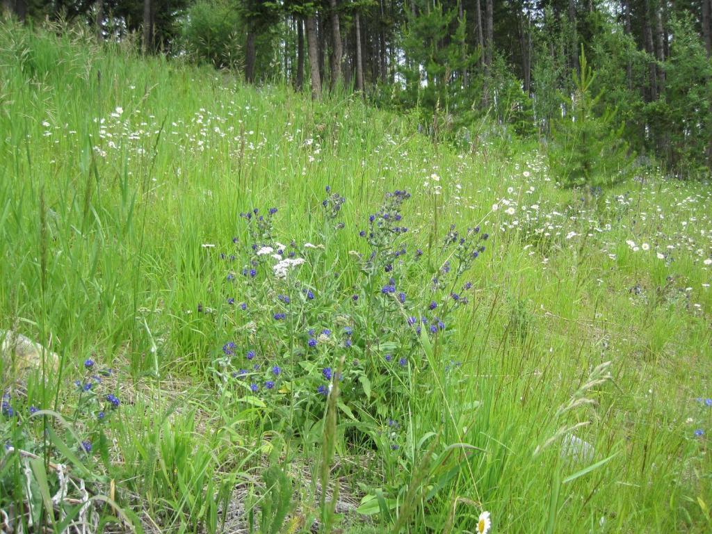 Wild Nature B&B Κελόουνα  Εξωτερικό φωτογραφία